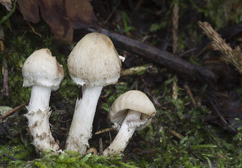 Psathyrella caput-medusae